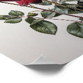 Poster d'impression Red Roses Flower Art (Coin)