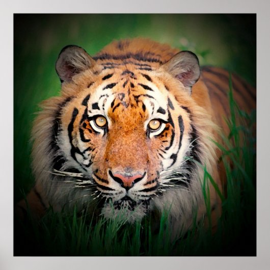 Poster d'impression Sumatran Tiger Art (Devant)