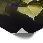 Poster d'impression violet Petunias (Coin)