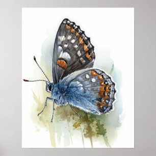 Poster d'impression Western Pygmy Butterfly Art