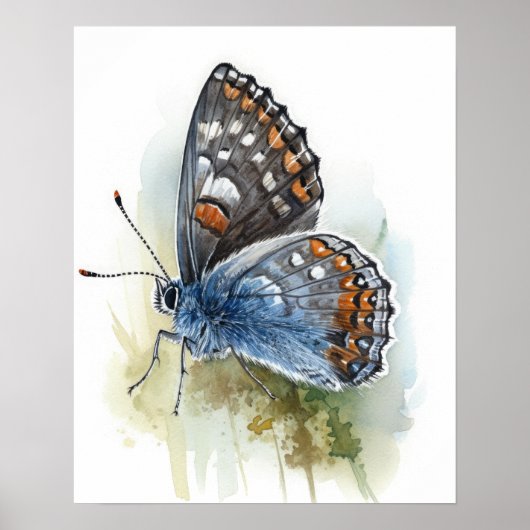 Poster d'impression Western Pygmy Butterfly Art (Devant)
