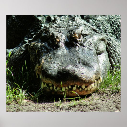 Poster Dinasaur (Devant)