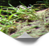 Poster Dinasaur (Coin)