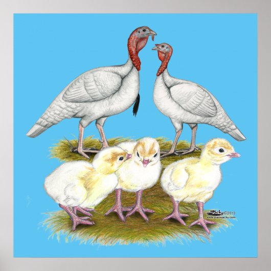 Poster Dinde Mini Blanche Familiale (Devant)