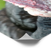 Poster Dinde Portrait (Coin)