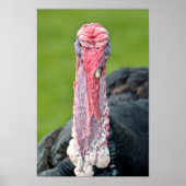 Poster Dinde Portrait (Devant)