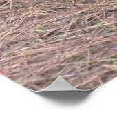 Poster Dinde sauvage (Coin)