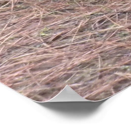 Poster Dinde sauvage (Coin)