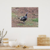 Poster Dinde sauvage (Cuisine)