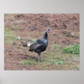 Poster Dinde sauvage (Devant)