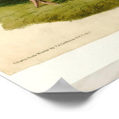 Poster Dindon sauvage peinture oiseau Audubon (Coin)