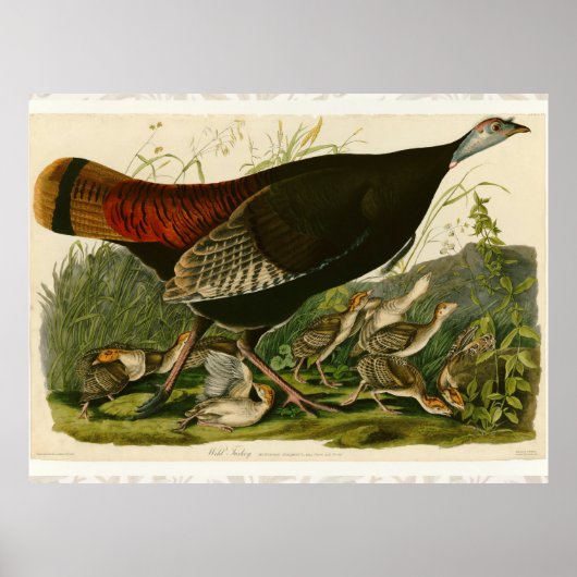 Poster Dindon sauvage peinture oiseau Audubon (Devant)