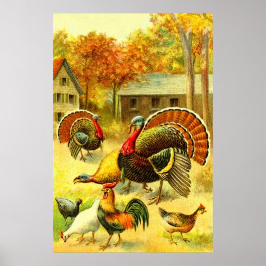 Poster Dindons et poulets d'art (Devant)