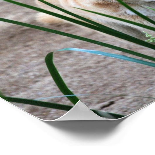 Poster Dingo australien (Coin)