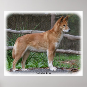 Poster Dingo australien 9Y209D-268