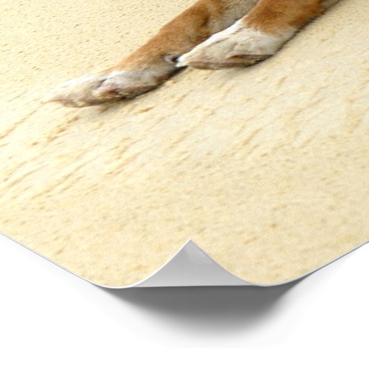 Poster Dingo dans la nature (Coin)