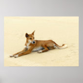 Poster Dingo dans la nature (Devant)