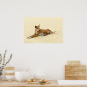 Poster Dingo dans la nature (Cuisine)