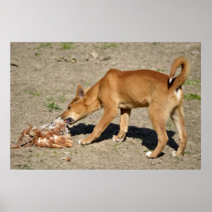 Poster Dingo eating poultry