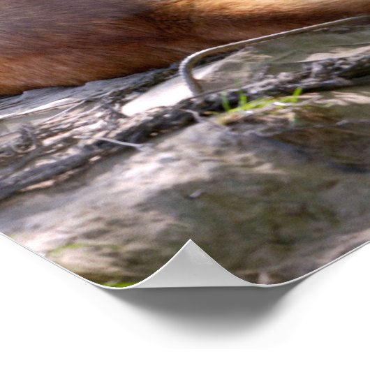 Poster Dingo lying on rock postcard metal ornament T-Shir (Coin)