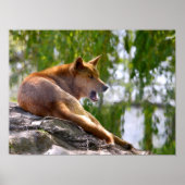 Poster Dingo lying on rock postcard metal ornament T-Shir (Devant)