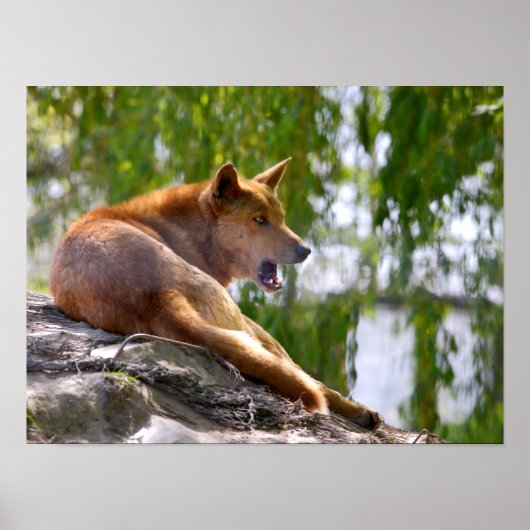 Poster Dingo lying on rock postcard metal ornament T-Shir (Devant)