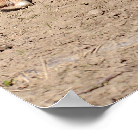 Poster Dingo walking (Coin)