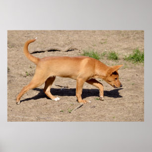 Poster Dingo walking