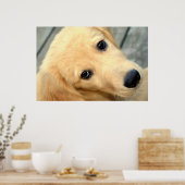 Poster d'Innocent Abby (Cuisine)