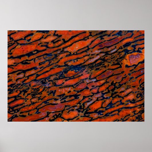 Poster Dinosaure bone (Devant)