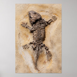 Poster Dinosaure Fossil