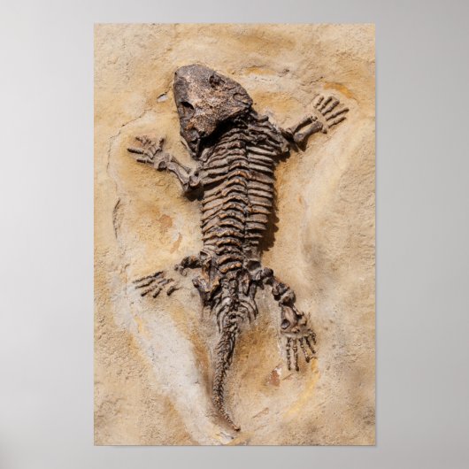 Poster Dinosaure Fossil (Devant)