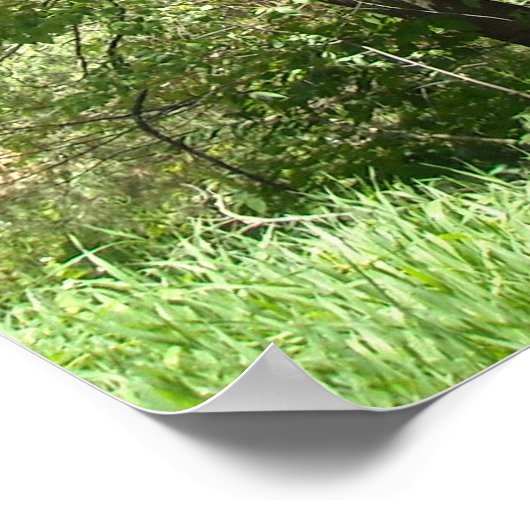 Poster Dinosaure T-Rex (Coin)