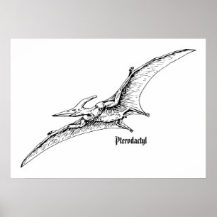 Poster Dinosaure volant