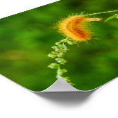 Poster d'insectes de ver jaune de chenille (Coin)