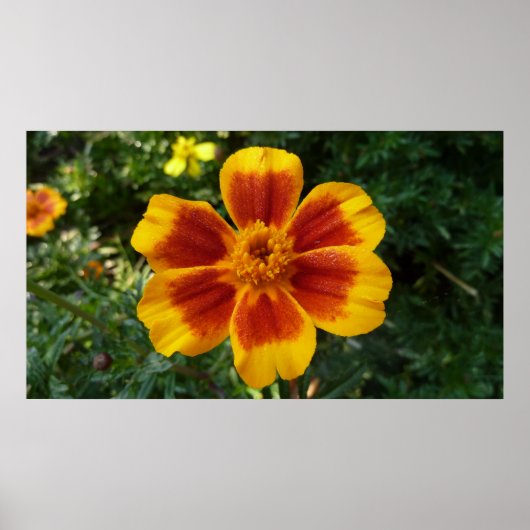 Poster Disco Marigold Orange et Rouge Fleur d'été (Devant)
