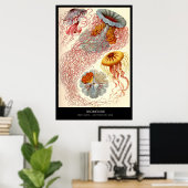 Poster Discomedusae - Plaque 8 - Kunstformen der Natur (Bureau à domicile)