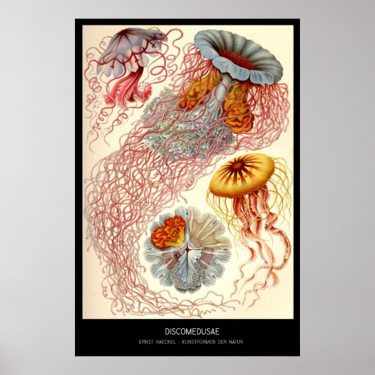 Poster Discomedusae - Plaque 8 - Kunstformen der Natur (Devant)