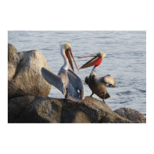 Discussions pélicanes - ou était-ce une plaisanter