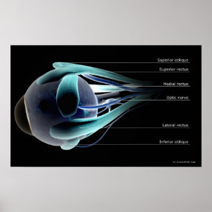 Poster Disposition de tous les muscles dans l'oeil humain