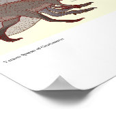 Poster Diverses espèces de Ceratosaurus (Coin)