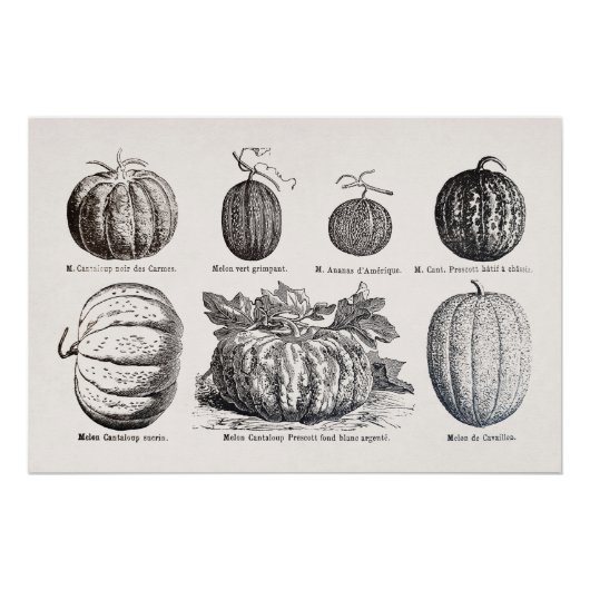 Poster Diverses espèces de melons (Devant)