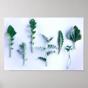 Poster Diverses Formes Vert Feuille Nature