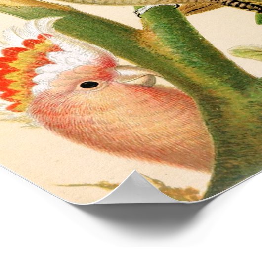 Poster Diverses perroquets (Coin)