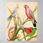 Poster Diverses perroquets (Devant)