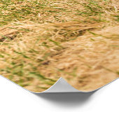 Poster Diversité (Coin)