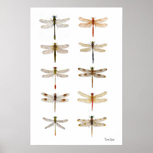 Poster Dix espèces de libellules