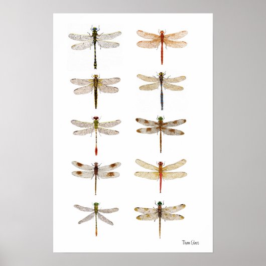 Poster Dix espèces de libellules (Devant)