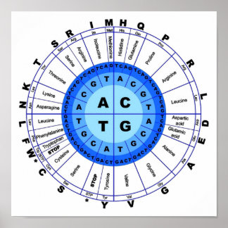 Poster DNA Genetic Code Circle Gene Codon Amino Acid