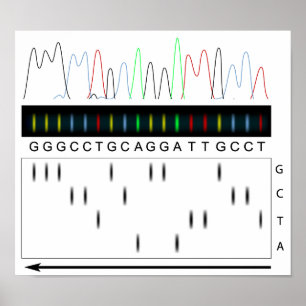 POSTER DNA-sequentiebeginsel